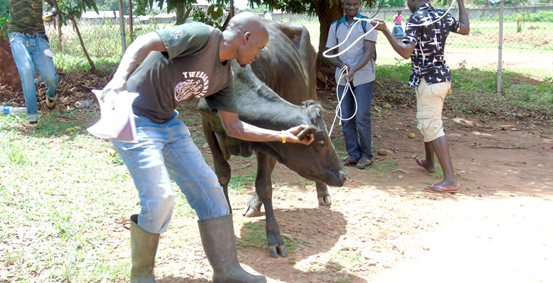 Some of the heifers donated to Gulu residents