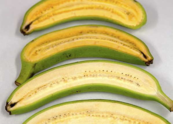 Although not part of this study, the recently concluded 10-year research proved that Uganda can produce bananas with higher levels of Vitamin A, a micronutrient essential for child growth