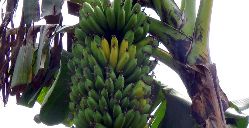 A banana attacked by the bacterial wilt in Masaka