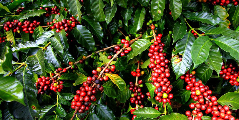 Coffee, Uganda’s top foreign exchange earner is likely to record a good harvest