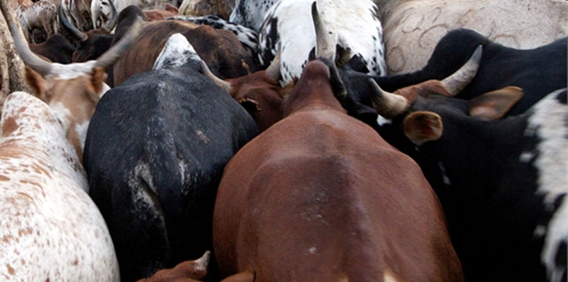 5,000 cattle have died due to the spread East Coast Fever and Babesiosis diseases