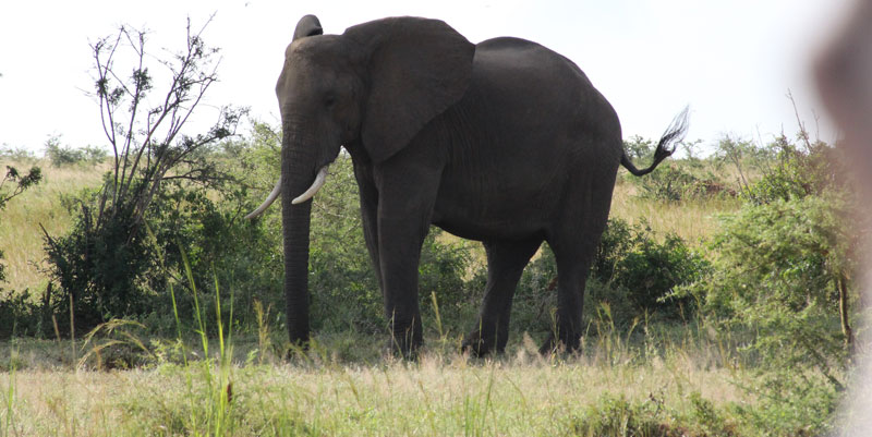 An-elephants-makes-way-for-tourists-on-Thursday-at-Murchison-Falls-National-Park