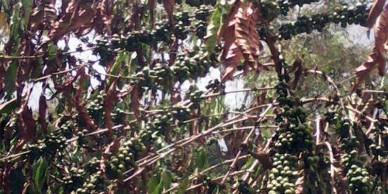 Misery for farmers as coffee trees wilt