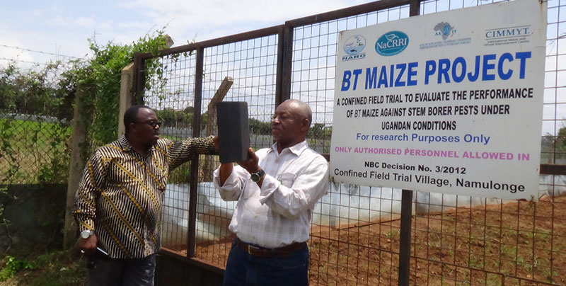 The cage in which GM maize is grown at the research institute in Namulonge