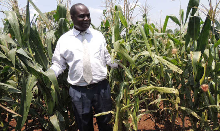 Uganda's senior maize scientist Dr. Godfrey Asea showing difference between WEMA and conventional hybrid maize