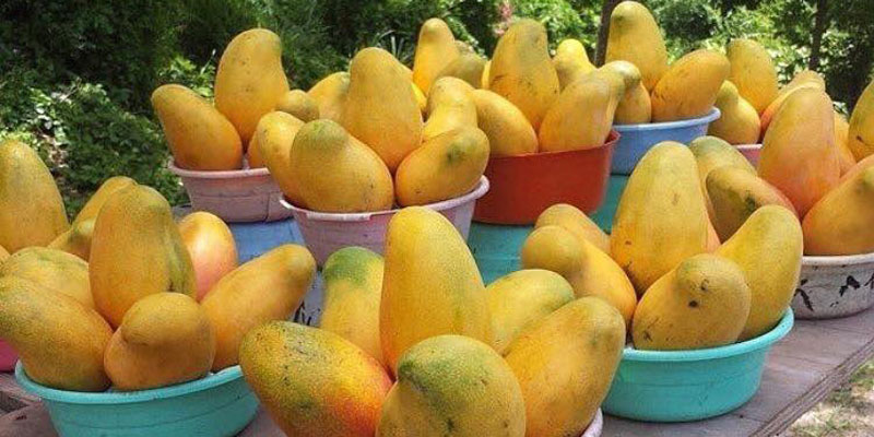 Cheap mangoes all over Kampala