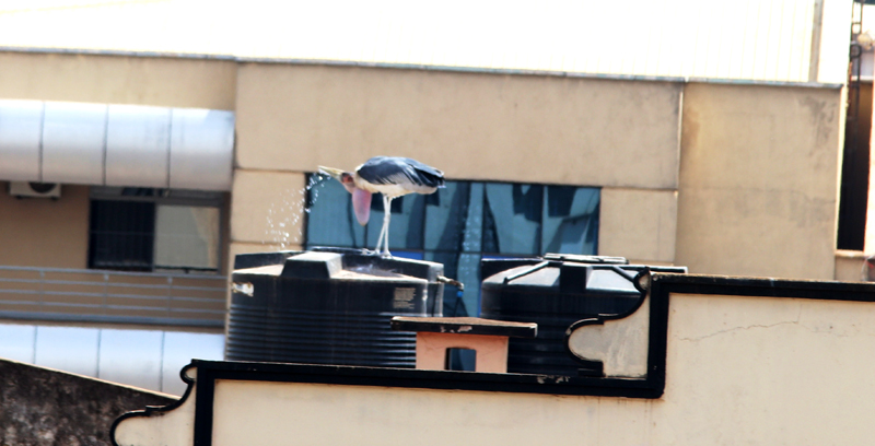 A marabou Stork drinking from a tank