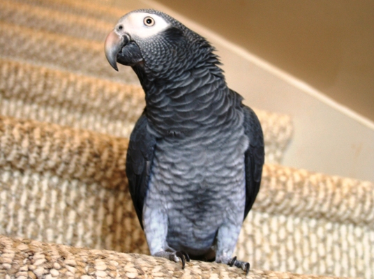 The grey Parrot