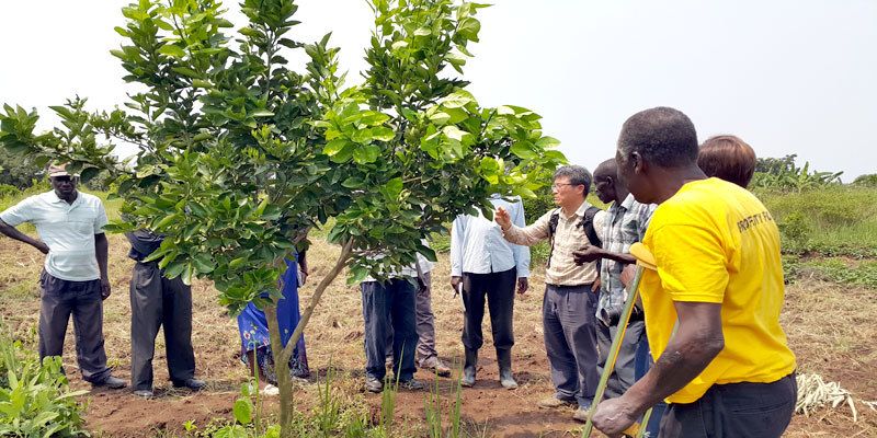 Citrus farmers get tips from Koreans