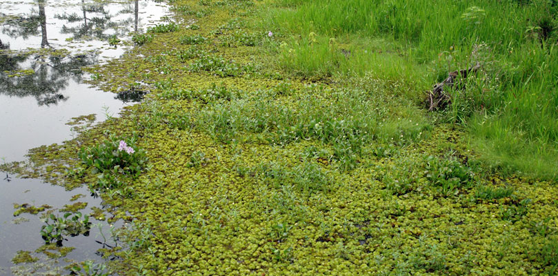 The worst water weed that has invaded Lake Kyoga