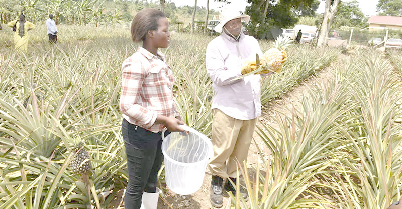 Museveni-in-Pineapple-farm