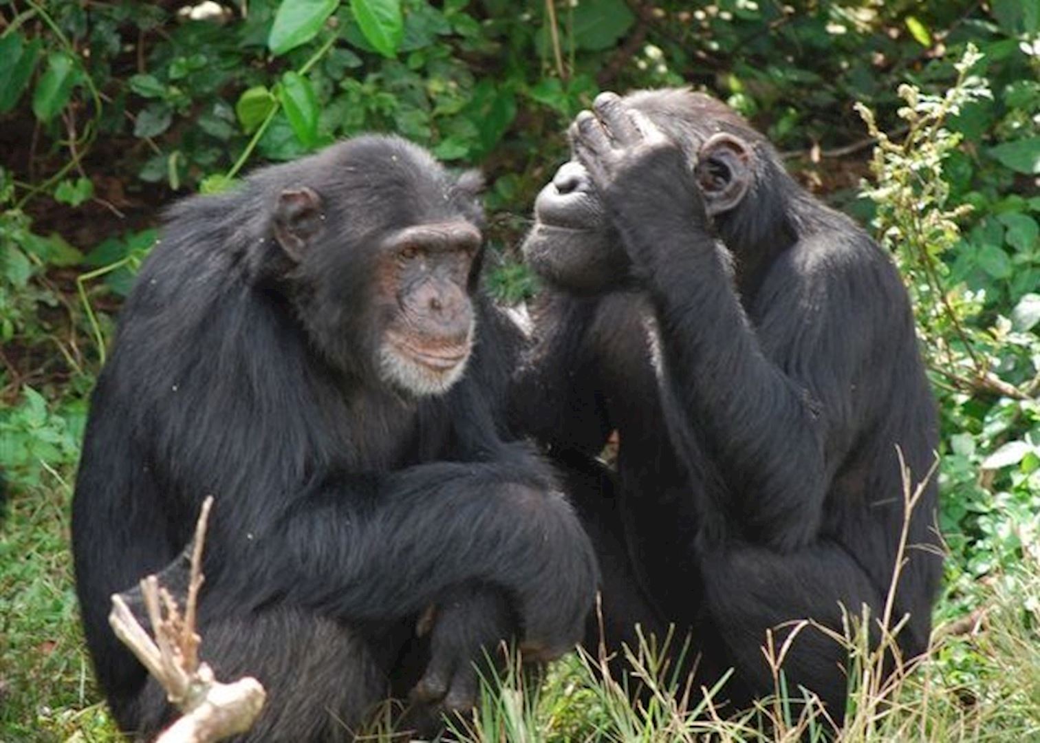 chimpanzees from Ngamba Island sanctuary