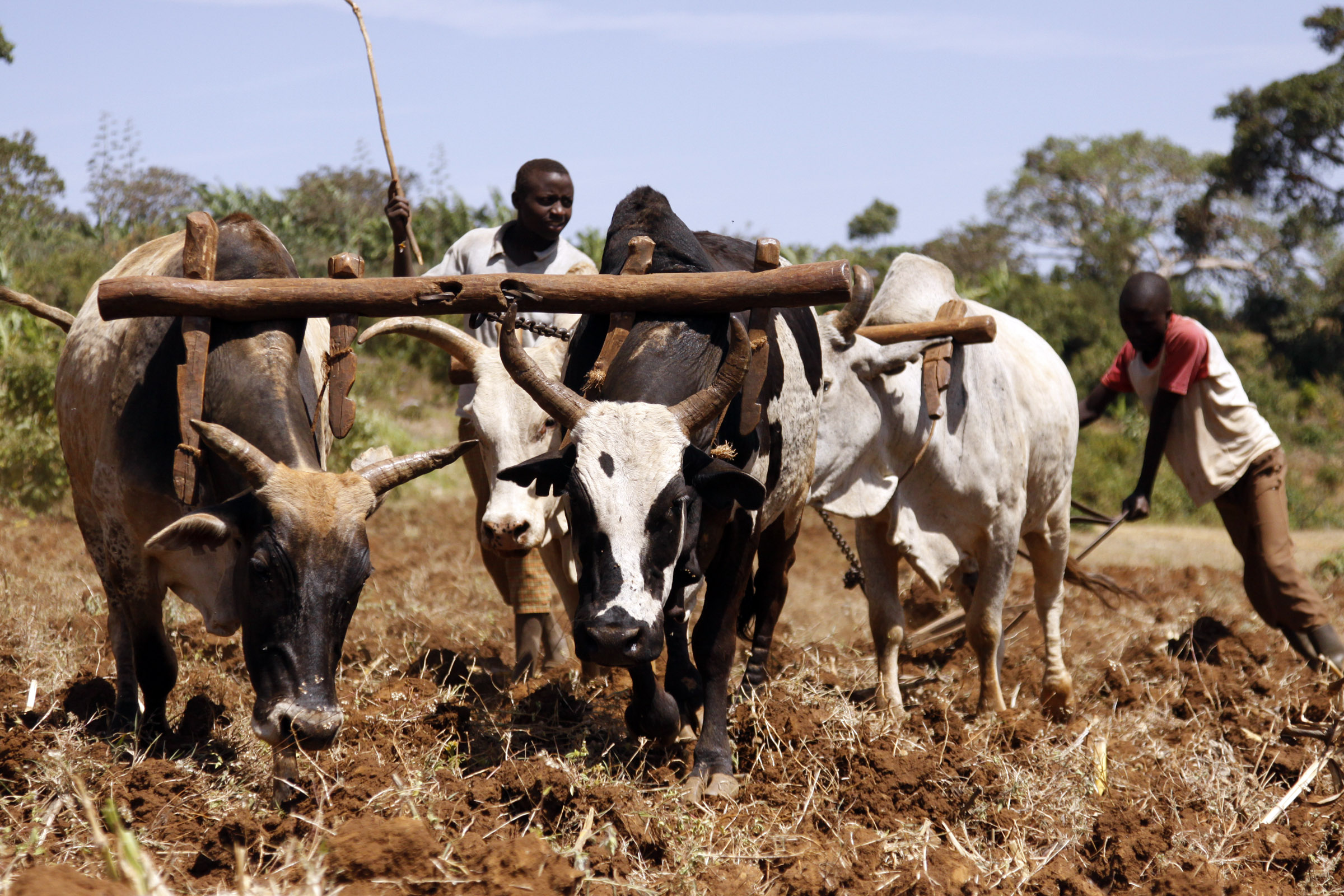 Why Ox-ploughing is still popular in parts of Uganda