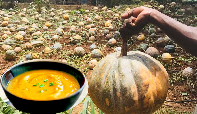 Pumpkins are widely grown in Uganda but less appreciated as a valuable source of nutritious food, such as Pumpkin Soup