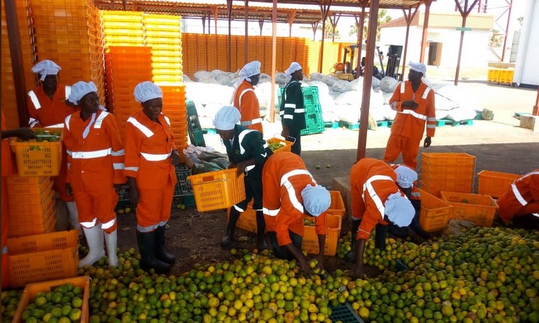 Workers sort the fruits before putting them in a washer