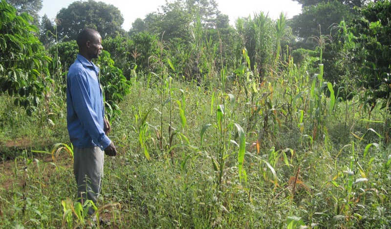 Miserable maize field: After years of consistently poor yields from food crop farming, many farmers like Isabirye in Kamuli, have abandoned food growing and embraced sugarcane farming as a path out of poverty
