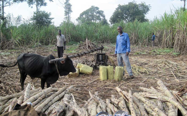 This picture, taken in 2009, shows one David Isabirye, in Kamuli trying to add value to cane due to low prices of cane at factories. Back then, sugarcane growing had remained largely a poverty trap for majority in the region. But things are beginning to change