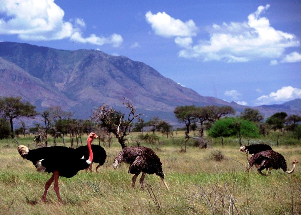 Kidepo-Valley-National-Park1