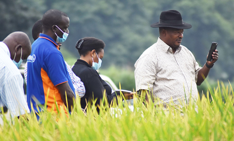 Uganda produces Basmati-quality rice