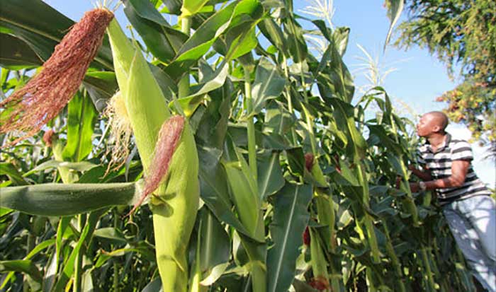 Kenya-GM-Maize